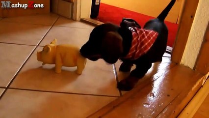 Puppies Barking Compilation   Cute Dog Barking Videos NEW  NEW funny 2015