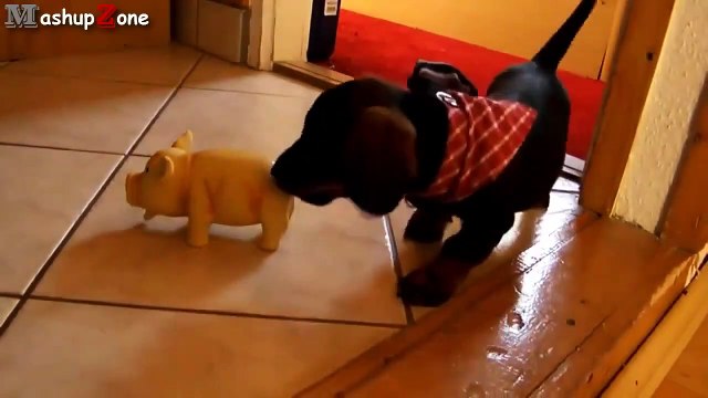 Puppies Barking Compilation Cute Dog Barking Videos NEW NEW funny 2015