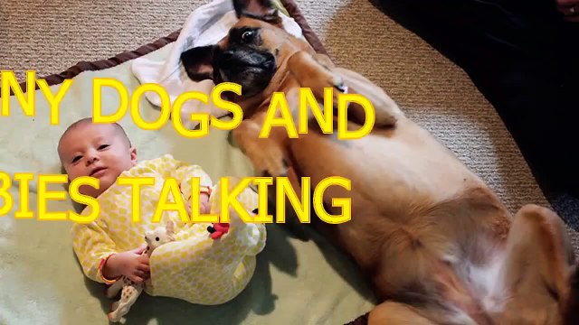Funny dogs and babies talking Cute dog baby compilation