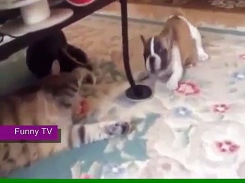 Funny Videos Cat and Dog Bulldog Funny Compilation