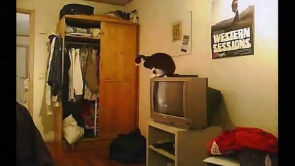 Funny Videos 2014   Funny Cats Video   Funny Cat Videos Ever   Funny Animals Funny Fails 2014