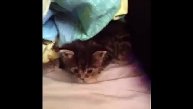 Top 10 Kitten Yawns Cutest Kittens Lovely Cat Videos Cat Fails 2015