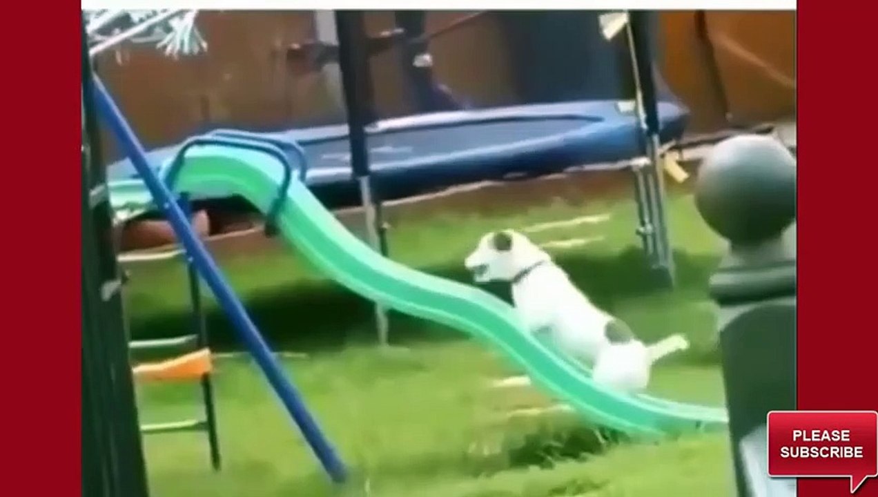 New Funniest Video 2017 Best Funny Videos Ever Top 10 Crazy Funny Videos Try Not to Lauh