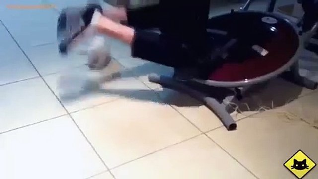 FUNNY VIDEOS Funny Cats Funny Cat Videos Funny Animals Funny Fails Cats Chasing Shadows