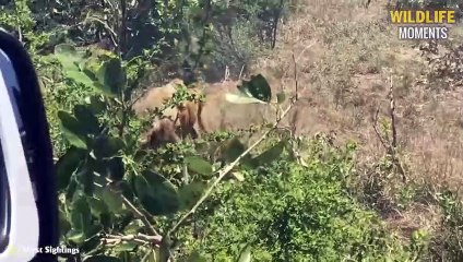 45 Epic Moments Lion Hunting And The Unexpected Happens @swagwildlifemoments