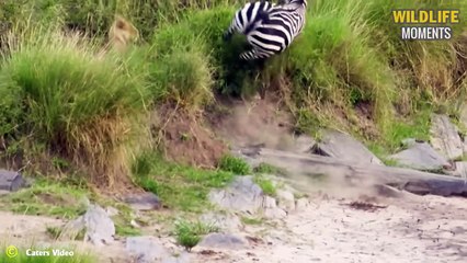 45 Dramatic Moments Lions Hunt Zebra Caught On Camera