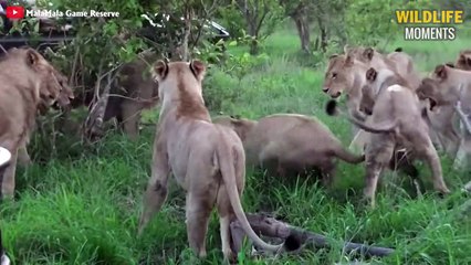 45 Best Moments Lion vs Leopard Caught On Camera - Wildlife Moments