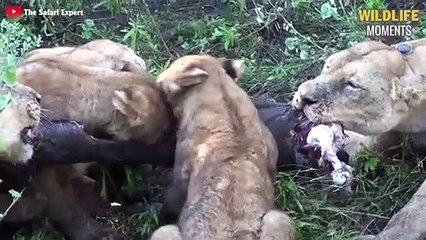 15 Epic Moments MALE LION Fight You've Never Seen - Wildlife Moments