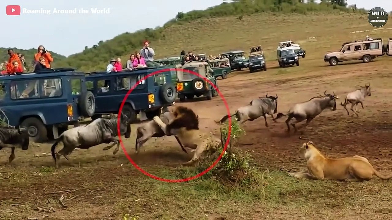 7 Brutal Moments Lions Attack Their Prey