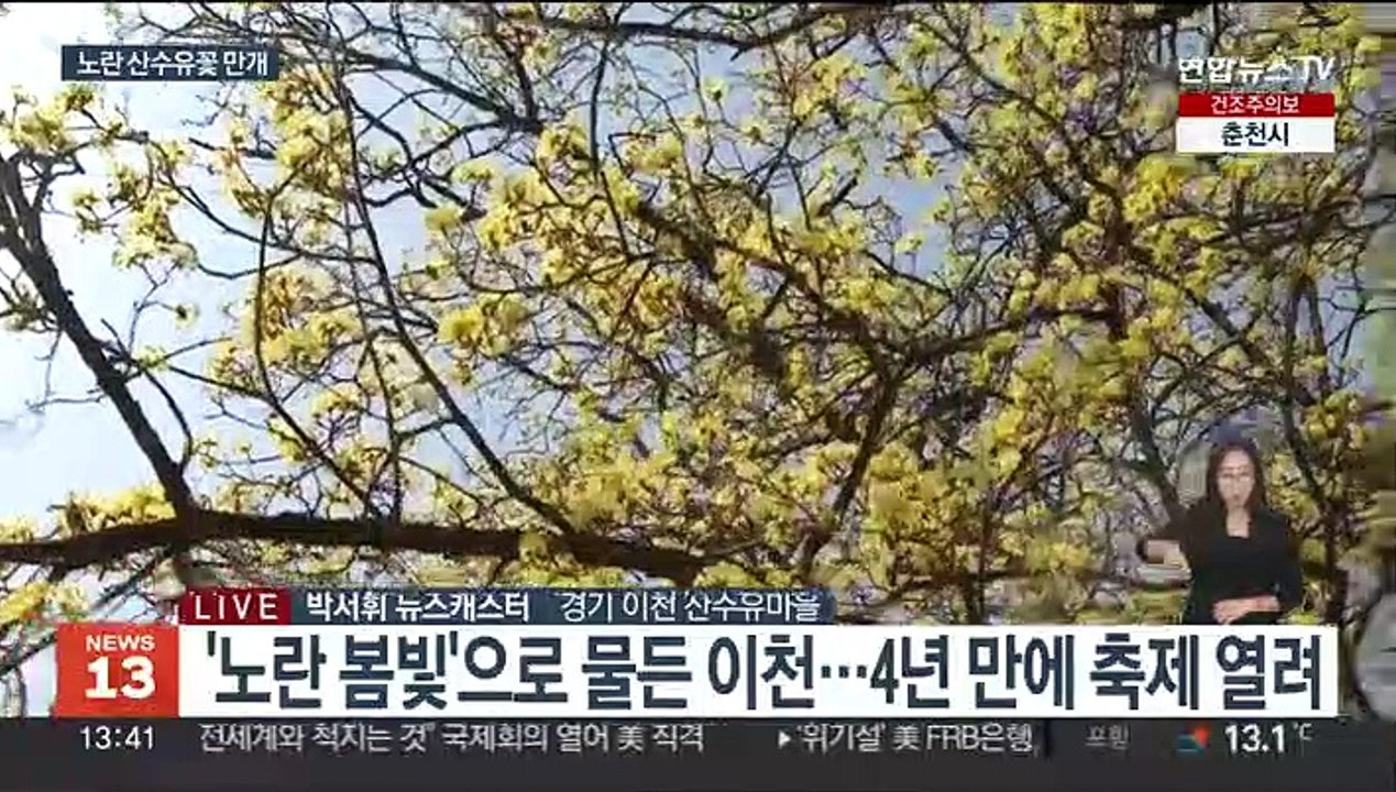온통 샛노란 산수유꽃 만개…4년 만에 돌아온 축제