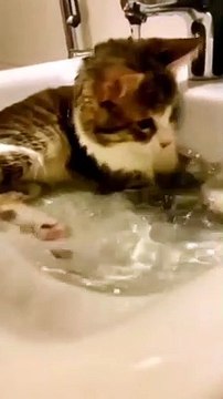Cute cats and kittens | new funny animals videos