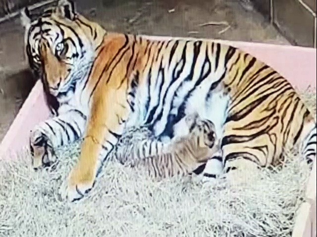BABY TIGER ALERTED