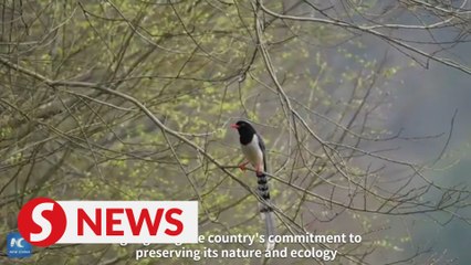 "Legendary" birds in Taoist mountain