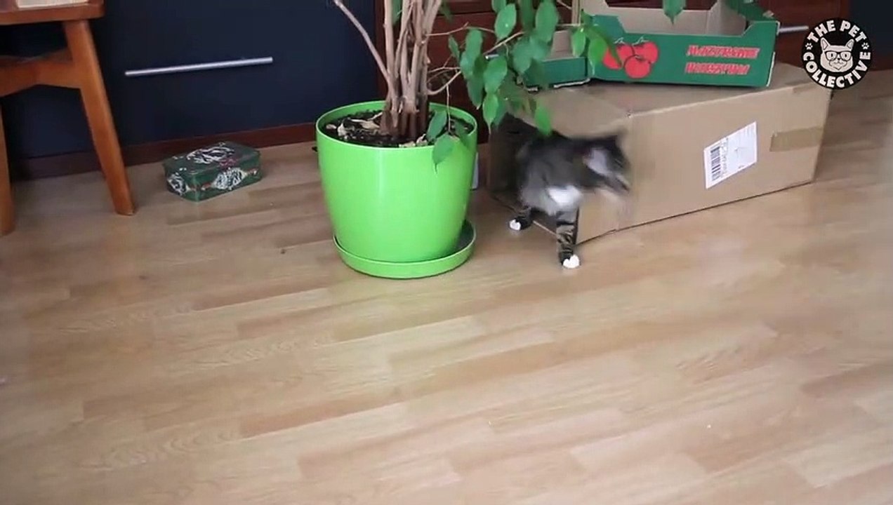 Cats in Boxes Cats VS Boxes Funny Pet Compilation Vidéo Dailymotion