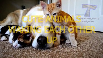 Cute animals waking each other up   Funny animal compilation