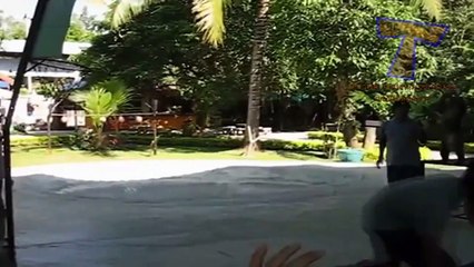 Funny animals playing sports - Cute animal compilation