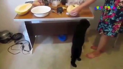 Просто приколы с котанами. Коты веганы.