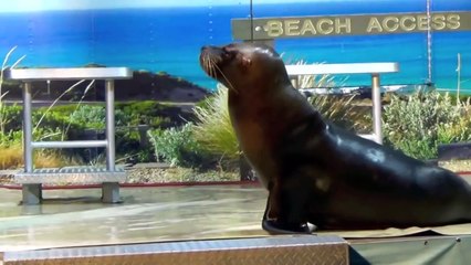 ANIMAL SOUNDS SONG Part 2 26 Real Animals BABIES, TODDLERS, PRESCHOOL, K 3