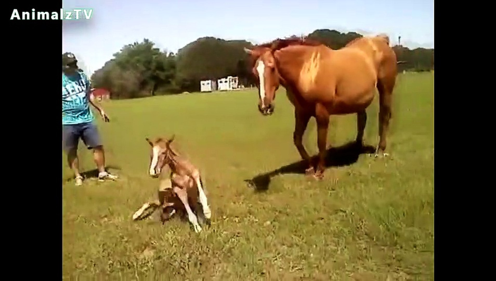 Small Animals - Love animal