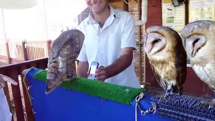 Funny animal video, cats, dogs,monkey, panda compilation 2015.mp4