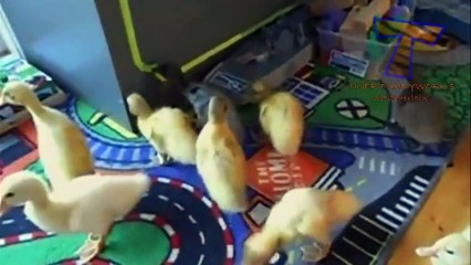 Cutest animal sounds   Funny and cute animal compilation (2)