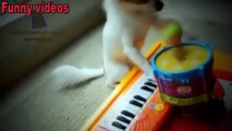 Funny animals playing instruments Cute and funny animal compilation Full HD