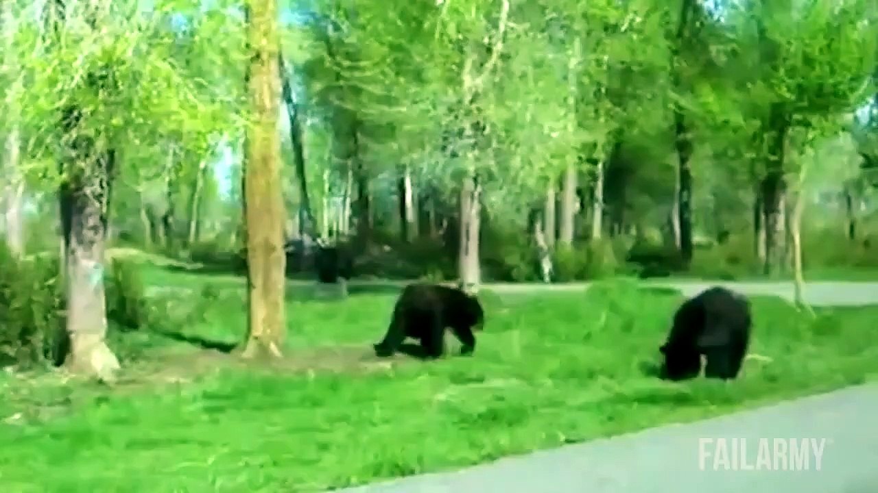 Funny Fails • Funniest Animal Fails Compilation Failarmy