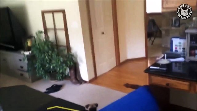 Silly Pugs Funny Puppy Compilation