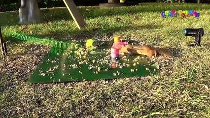 Разные приколы с разными животными #2.