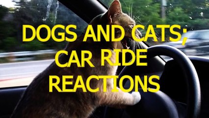 Cats and dogs on their first car ride   Cute and funny animal compilation