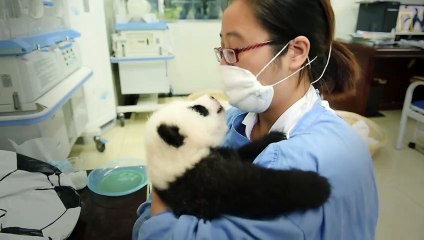 Raising Cute Pandas- It's Complicated