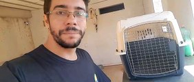 Caixa transporte para cães dicas