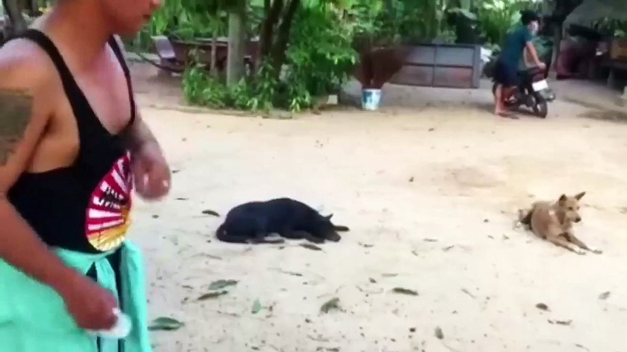 Troll Prank Dog Funny & fake Lion and Fake Tiger Prank To dog & Huge Box Prank to dog