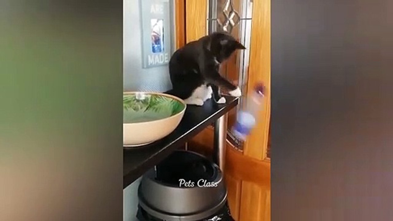 Funniest Animals 2023  Funny Cats and Dogs Videos  Part 1