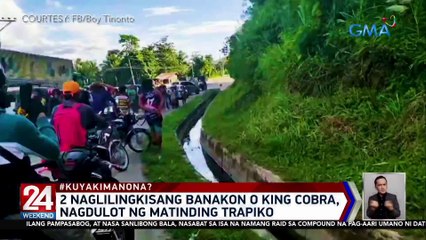 Naglilingkisang Banakon o King Cobra, nagdulot ng matinding trapiko | 24 Oras Weekend