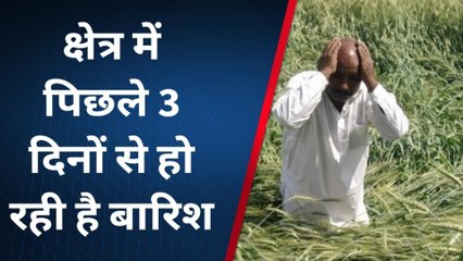 सूरतगढ़:क्षेत्र में पिछले 3 दिनों से हो रही है बारिश, किसान हो रहे परेशान लाखों की फसल हुई नस्ट