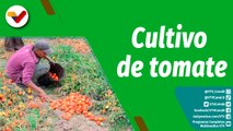 Cultivando Patria | “Agricultura mágica”. Cultivo de tomate con buenas prácticas agrícolas
