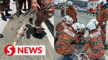 Croc caught at Sungai Merah bazaar in Sibu