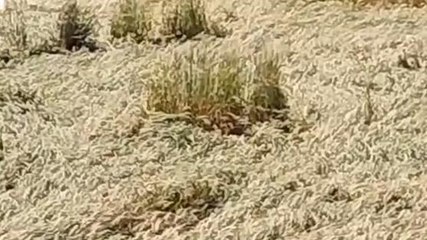 अम्बाह: किसानों की 50 फीसदी फसल नष्ट, प्रशासन ने नहीं ली सुध