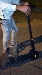 Lazy Dog Rides on Electric Scooter