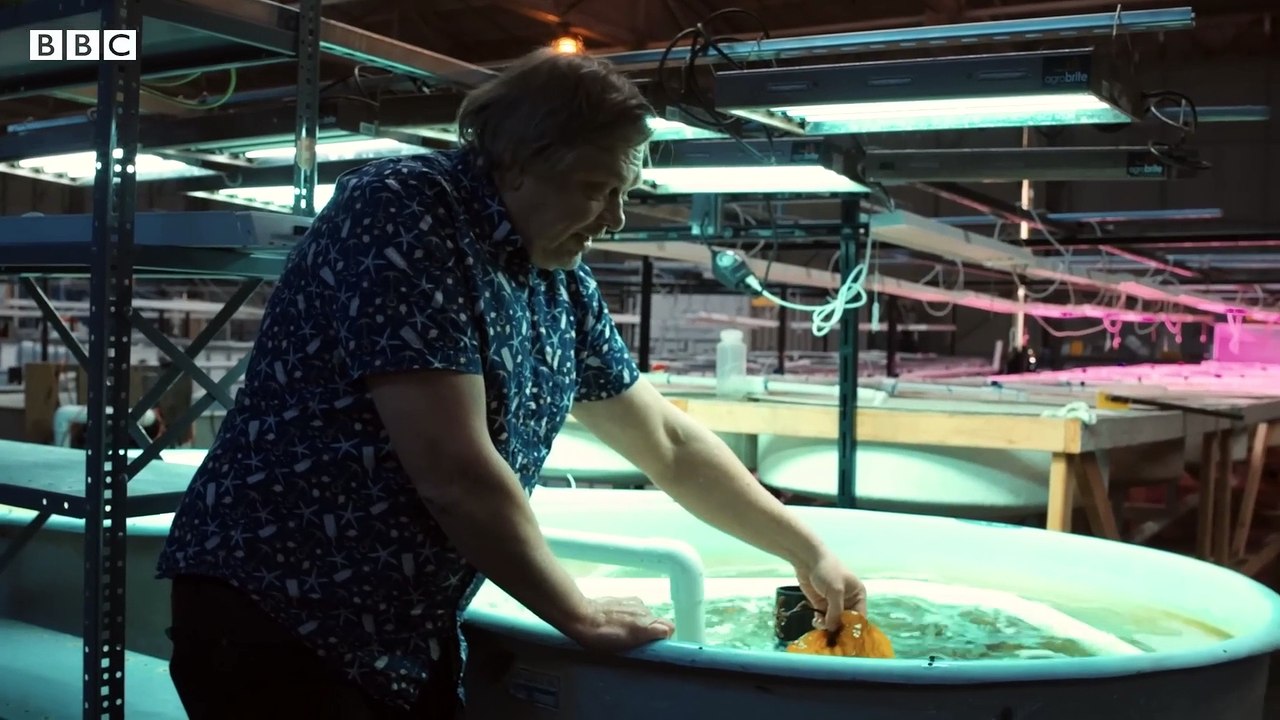 Could giant kelp power our planes- - BBC News