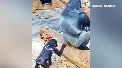 Gorili rahatsız eden maymunun şansını fazla zorladığı anlar: Dokundu ve...