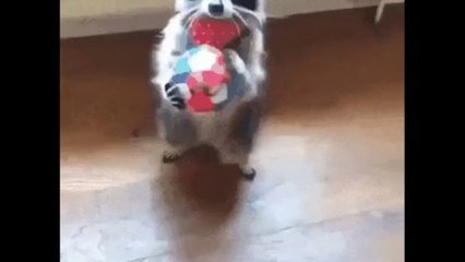 Funniest Doggies Doing Silly Things!