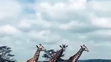 Giraffes!