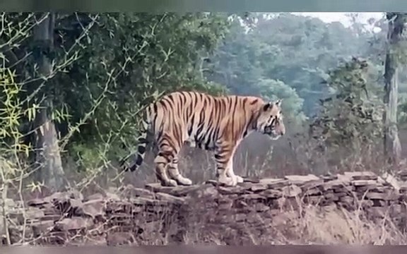 Tigers roaming on the hide away from human movement
