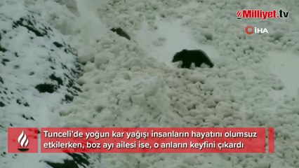 Tunceli’de boz ayıların kar keyfi kameralara yansıdı