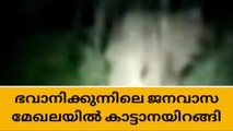 ഭവാനിക്കുന്നിലെ ജനവാസ മേഖലയിൽ കാട്ടാനയിറങ്ങി