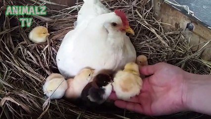 Mother Hen Teaches 1 Hour Old Chicken How to Eat - Cute Farm Animals