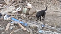 Rescatan a mascotas abandonadas entre las ruinas de las ciudades bombardeadas en Ucrania