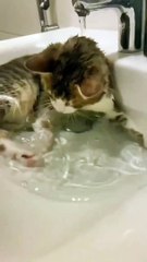 Swimming cat very funny video | cute baby cat video amazing